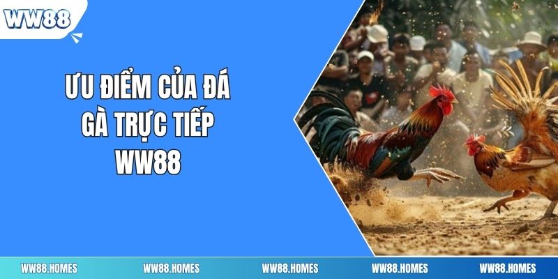 Ưu điểm của đá gà trực tiếp ww88