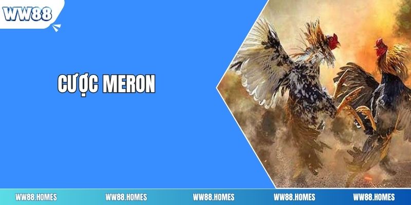 Cược Meron 