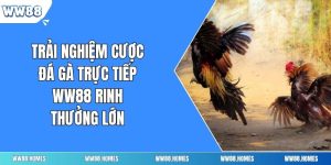 Trải Nghiệm Cược Đá Gà Trực Tiếp WW88 Rinh Thưởng Lớn